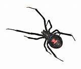 Widow ​Spiders​