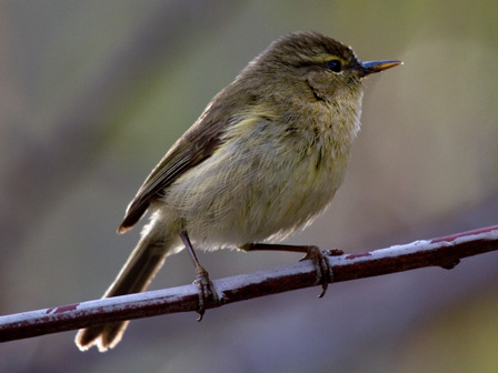 Canary Islands: Species | African Bird Club