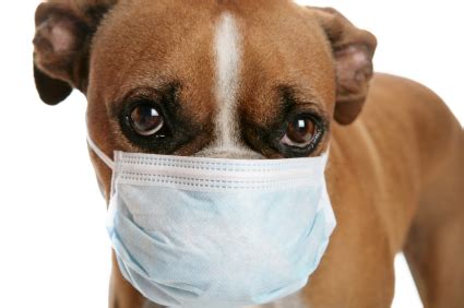 Coughing? Has your dog been to Doggy Daycare/Boarding ...