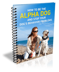 Here is your free eBook - Labrador Training Spot