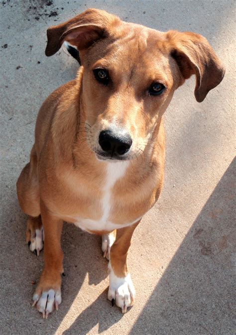 Austin Dog Training - Mix Breed Dog Wants To Run, Run, Run ...