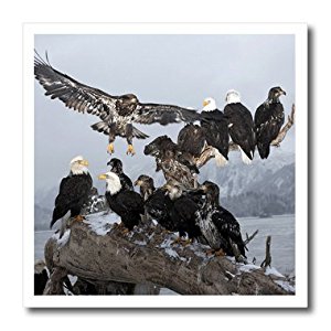 Amazon.com: 3dRose ht_83847_2 Bald Eagles Gathering on a ...