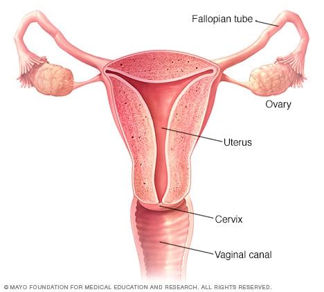Overview - Vaginal hysterectomy - Mayo Clinic