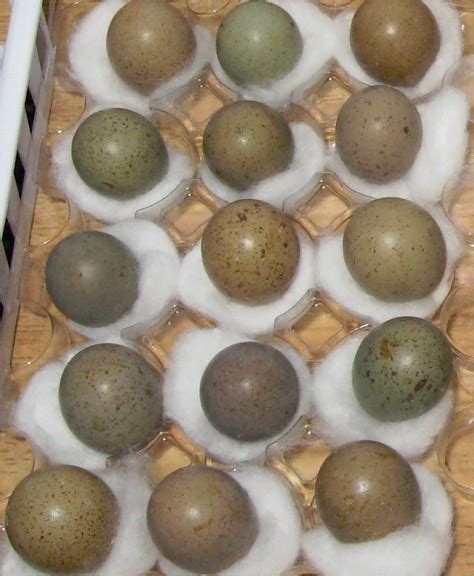 Button Quail Eggs for Sale | Button Quail