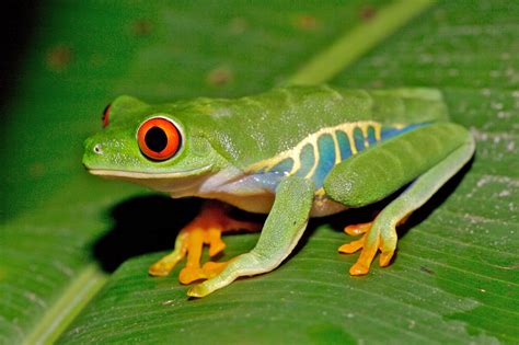 Norman McMillan – Tree Frogs