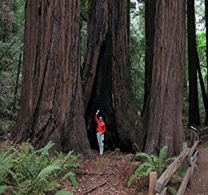 Amazon.com : 20 Coast Redwood Tree Seeds by Seeds and ...