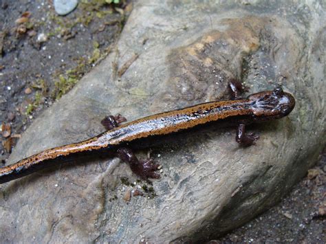 Gold-striped salamander - Wikipedia
