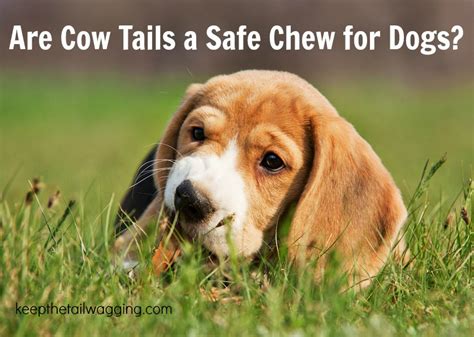 Are Cow Tails a Safe Alternative to Raw Hide Chews for ...