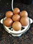 Amazon.com: SimpleTaste Egg Cooker Egg Steamer Electric ...