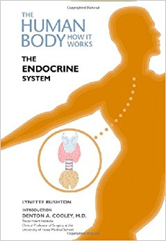 Amazon.com: The Endocrine System (Human Body: How It Works ...