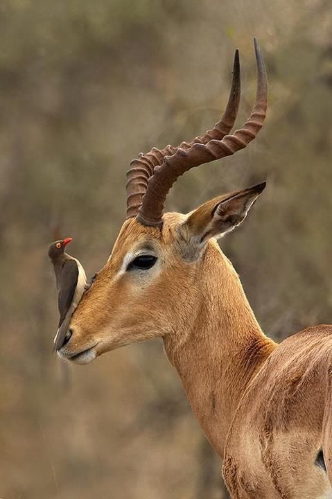 Impalas eat savannah grasses. They are herbivores. They ...