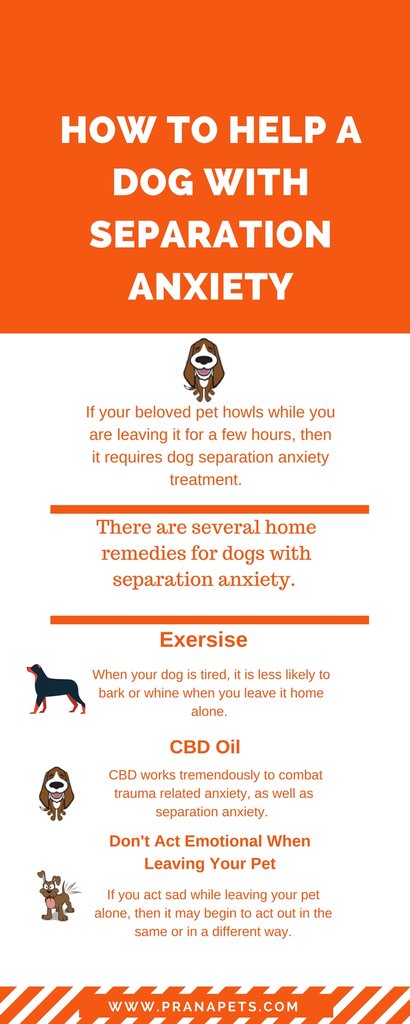 How To Help a Dog With Separation Anxiety – PranaPets.com ...