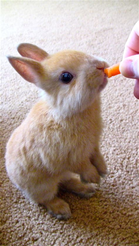 pet rabbits by Natalie. - ThingLink