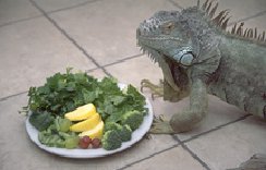 Iguanas - Feeding | VCA Animal Hospital