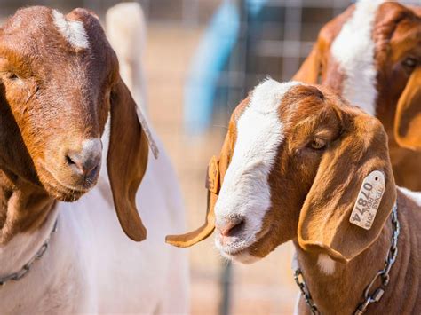 America's Goats Are Concentrated in Texas | Smart News ...
