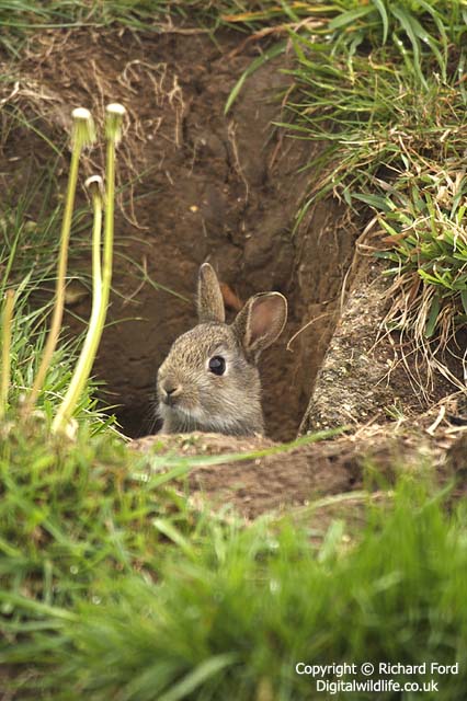 Natural Habitat Of A Wild Rabbit - Voyeur Rooms