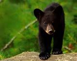 Who's bringing the picnic then? Black bear cubs WERE in ...