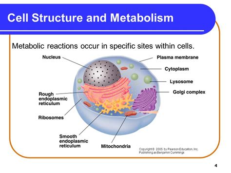 18.1 Metabolism and ATP Energy - ppt video online download