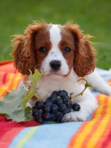 Grapes for Dogs 101: Can Dogs Eat Grapes and What's the ...