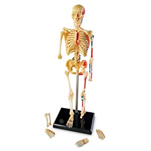 Amazon.com: Learning Resources Skeleton Model: Toys & Games