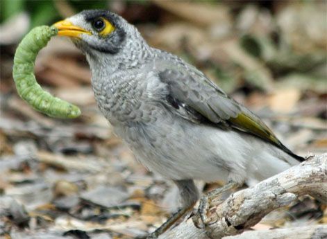 INSECT EATING BIRDS |The Garden of Eaden