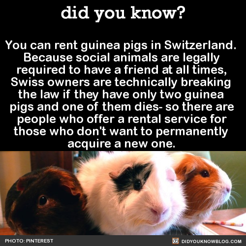guinea pigs | Tumblr