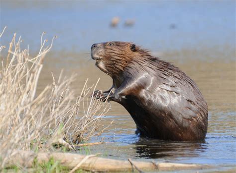 Beaver | The Biggest Animals Kingdom
