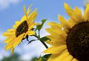 What Should You Do With Sunflowers After They Bloom ...
