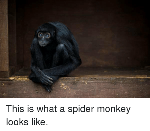 25+ Best Memes About Spider Monkey | Spider Monkey Memes