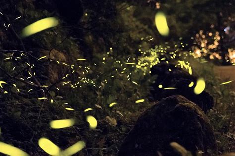 Why you don’t see fireflies in the Northwest | KUOW News ...
