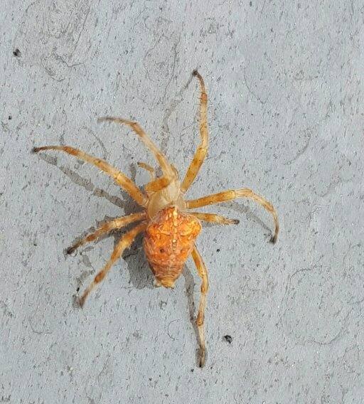 Can you help me identify this orange spider? - Quora