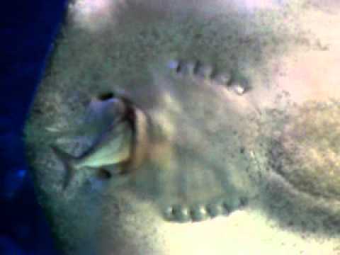 Stingray eats fish at the Melbourne aquarium - YouTube