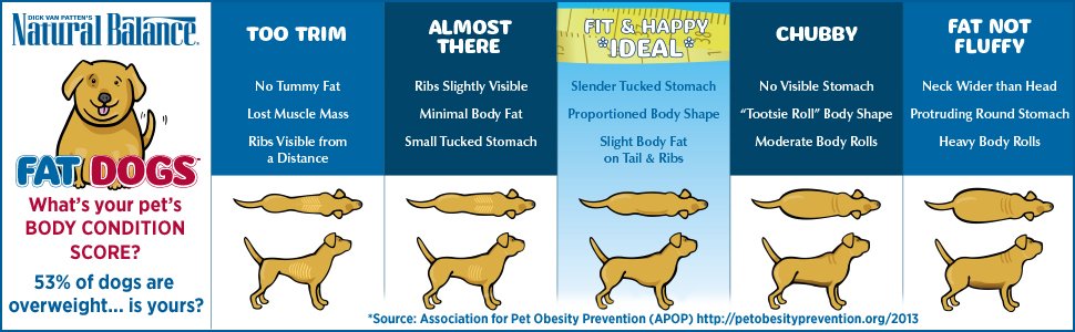 Amazon.com: Natural Balance Fat Dogs Low Calorie Dry Dog ...