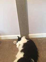 Amazon.com : 4CLAWS Wall Mounted Scratching Post 26 ...