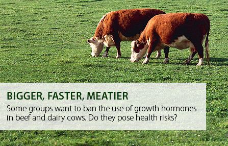 Growth Hormones in Beef and Milk