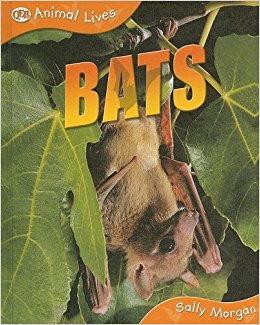 Bats (Animal Lives): Sally Morgan: 9781595665355: Amazon ...