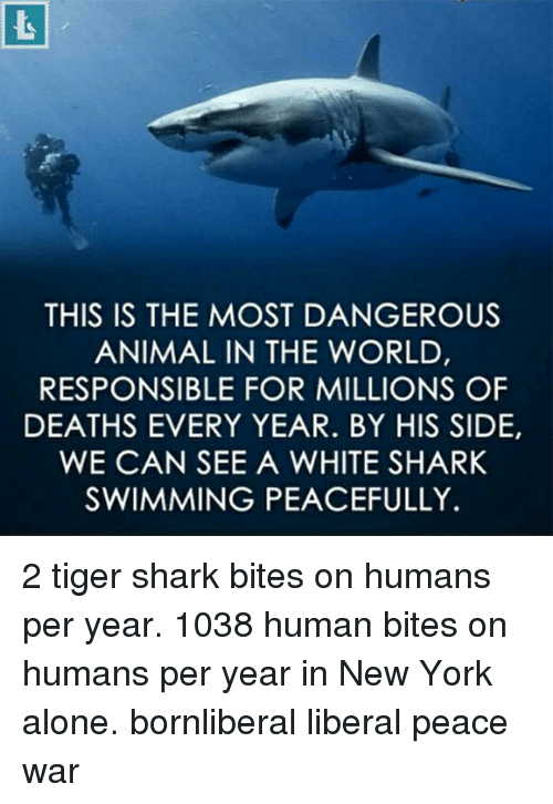 The most dangerous animal