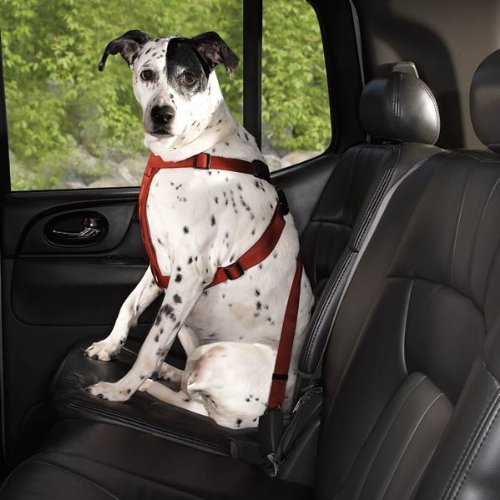 Harness Seat Belt for Dogs: Amazon.com