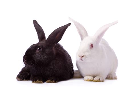 Breeding Rabbits - How to Breed Rabbits