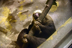 Welcome Fezzik, a Two-Toed Sloth | Milwaukee County Zoo