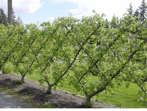 How to Espalier Apple Trees - Organic Gardening | Fruit ...