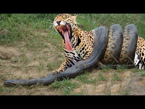 Giant Anaconda vs Jaguar - Python vs Tiger - Python vs ...