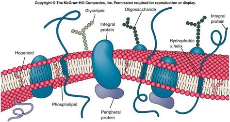 Plasma Membrane & Ribosome | USMLE, First Aid, Step1 ...