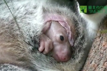 Terrifying Video Of A Baby Koala