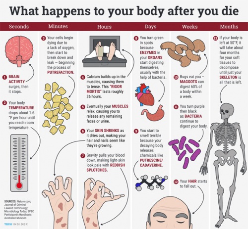 Have You Ever Wonder What Happens to the Body After Death ...