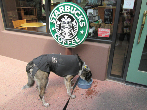I’m a Starbucks Dog | bongodogblog