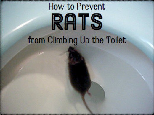 How to Deal with a Rat Swimming Up the Toilet Bowl | Dengarden