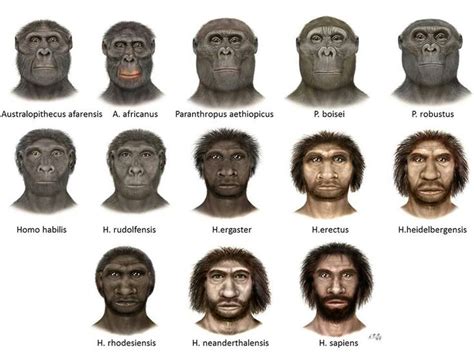 Human evolution | Anthropology - DNA & Evol Trees ...