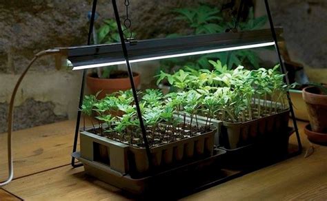 How to Grow Houseplants in Artificial Light - LED Grow ...