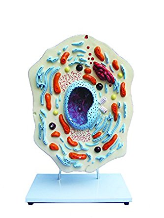 Walter Products B10505 Animal Cell Model: Amazon.com ...